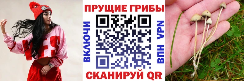 Галлюциногенные грибы мицелий  Всеволожск 